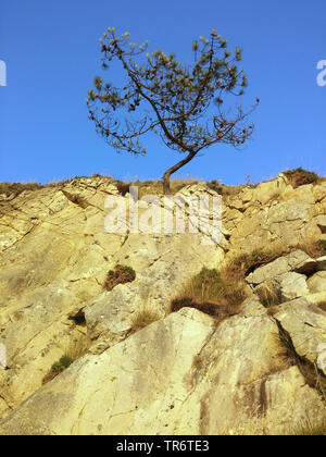 Schottische Kiefer, Kiefer (Pinus sylvestris), Single auf Wand, Frankreich, Bretagne Kiefer Stockfoto