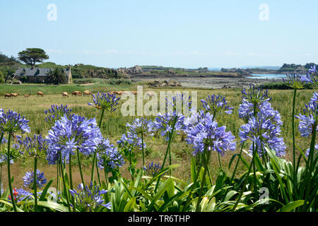 Schmucklilie (Agapanthus-Hybride), blühen am Rande einer Weide in der Nähe der Küste, Frankreich, Bretagne, Ile de Brehat Stockfoto