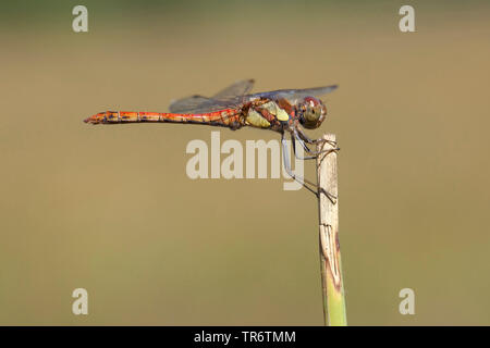 Gemeinsame aeshna, gemeinsame Darter (Sympetrum striolatum), Erwachsener, Niederlande, Limburg, Boukoul Stockfoto