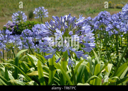 Schmucklilie (Agapanthus-Hybride), blühende, Frankreich, Bretagne Stockfoto