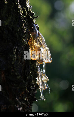 Kirschbaum, Süße Kirsche (Prunus Avium), Harz im Cherry Tree Trunk, Deutschland, Nordrhein-Westfalen Stockfoto