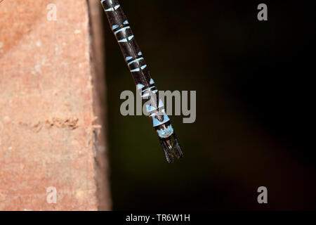 Östlichen Gespenst (Caliaeschna microstigma), männlich, Türkei, Mugla Stockfoto