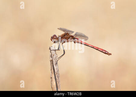 Vagrant sympetrum (Sympetrum vulgatum), männlich, Niederlande, Limburg Stockfoto