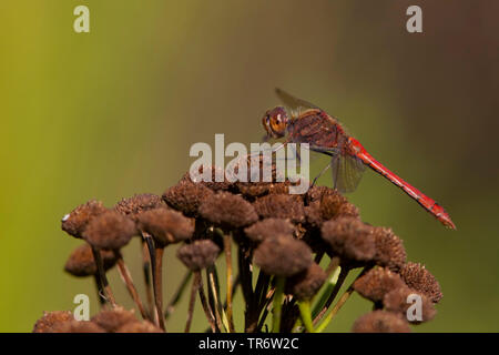 Vagrant sympetrum (Sympetrum vulgatum), männlich, Niederlande, Limburg Stockfoto