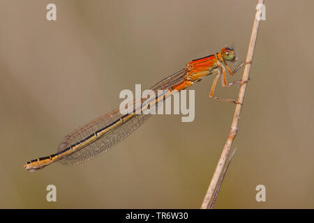 Weniger ischnura, knappe Blue-tailed damselfly, kleine bluetail (Ischnura pumilio), junge weibliche, Niederlande, Gelderland Stockfoto