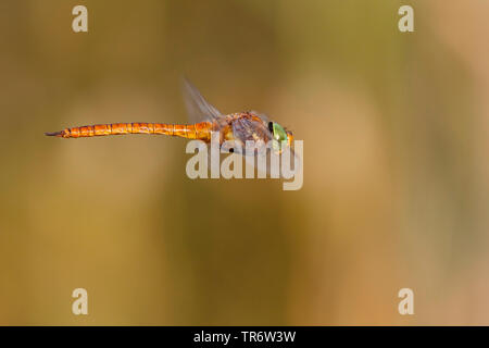 Norfolk, Norfolk aeshna Hawker (Aeshna isoceles), fliegende Männchen, Niederlande, Limburg Stockfoto