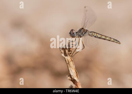 Nach schwarzen Wimpel (Selysiothemis nigra), weiblich, Türkei, Mugla Stockfoto