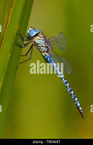 Die Südeuropäischen Hawker (Aeshna affinis), männlich, Niederlande, Gelderland Stockfoto