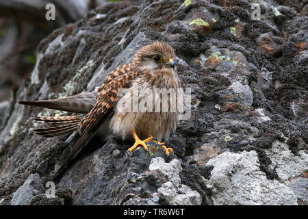 Europäische Kestrel, Eurasischen Kestrel, Alte Welt Kestrel, Turmfalke (Falco tinnunculus canariensis, Falco canariensis), hoch auf einem Felsen, Kanarische Inseln Stockfoto