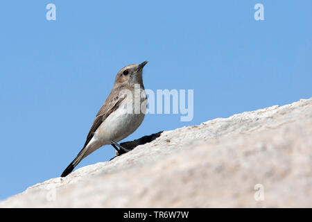 Finsch der Steinschmätzer (Oenanthe finschii), Weibliche, Iran Stockfoto