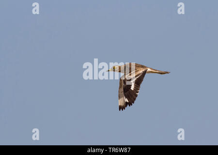 Stein - Curlew (Burhinus oedicnemus), Fliegende, Ägypten, El Gouna Stockfoto