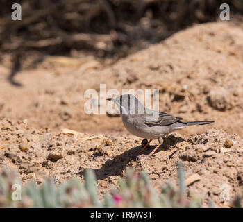 Ruppell's Warbler (Sylvia rueppelli), Weibliche im Frühjahr Migration in Ägypten, Ägypten, El Gouna Stockfoto