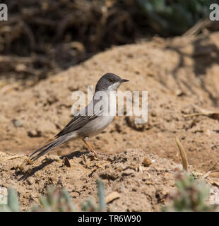 Ruppell's Warbler (Sylvia rueppelli), Weibliche im Frühjahr Migration in Ägypten, Ägypten, El Gouna Stockfoto