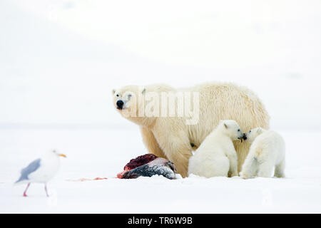 Ringelrobbe (Phoca hispida, Pusa Hispida), frisch getötet Ringelrobbe teilweise von Eisbären, Norwegen, Spitzbergen gegessen Stockfoto