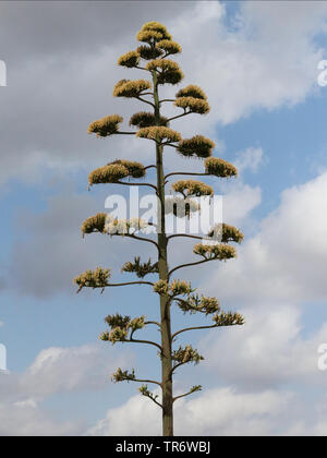 Jahrhundert, Agave, Agave (Agave americana), Blütenstand, Spanien, Balearen, Mallorca, Campos Stockfoto