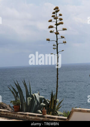 Jahrhundert, Agave, Agave (Agave americana), blühen auf der Terrasse, Spanien, Balearen, Mallorca, Campos Stockfoto