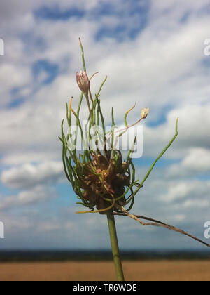 Feld Knoblauch, Bärlauch (Allium oleraceum), Blütenstand mit Blumen und Bulbillen, Deutschland, Nordrhein-Westfalen Stockfoto