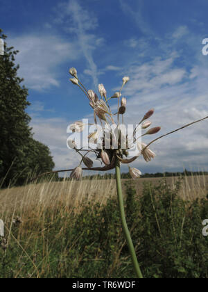 Feld Knoblauch, Bärlauch (Allium oleraceum), Blütenstand mit Blumen und Bulbillen, Deutschland, Nordrhein-Westfalen Stockfoto