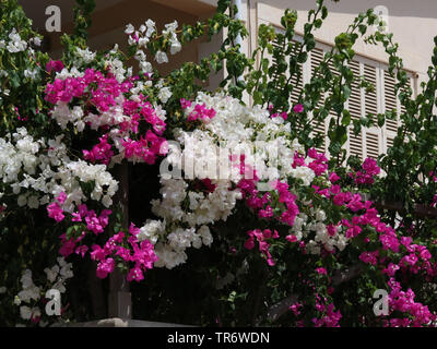 Papier, 4-o'clock (Bougainvillea spec.), blühen Weiß und Rosa, Spanien, Balearen, Mallorca Stockfoto
