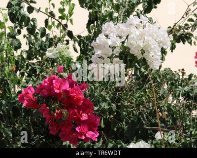 Papier, 4-o'clock (Bougainvillea spec.), blühen Weiß und Rosa, Spanien, Balearen, Mallorca Stockfoto