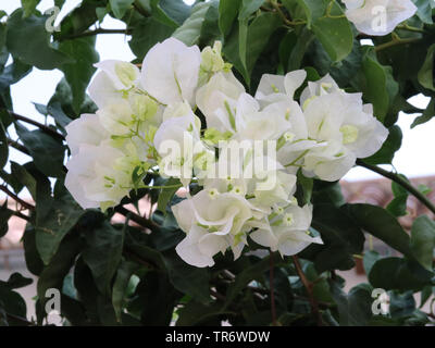 Papier, 4-o'clock (Bougainvillea spec.), blühen weiß, Spanien, Balearen, Mallorca Stockfoto