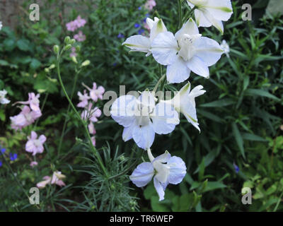 Jährliche zweifelhaft Ritters-Sporn, Rittersporn, Delphinium (Konsolidierung Ajacis, Delphinium Ajacis), blühen Stockfoto