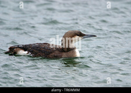 Black-throated Diver (Gavia arctica), Überwinterung im Evros-delta, Griechenland, Evros Delta Stockfoto