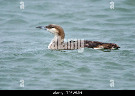 Black-throated Diver (Gavia arctica), Überwinterung im Evros-delta, Griechenland, Evros Delta Stockfoto