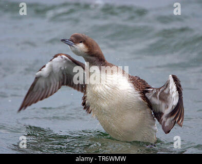 Black-throated Diver (Gavia arctica), Überwinterung im Evros-delta, Griechenland, Evros Delta Stockfoto