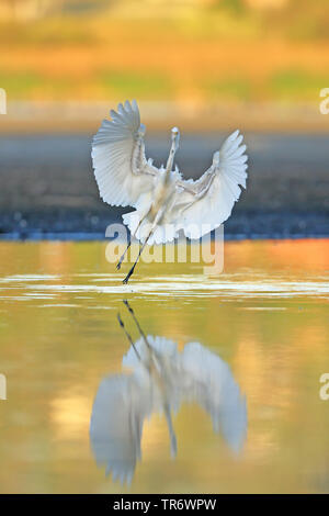 Silberreiher, Silberreiher (Egretta alba Modesta, Casmerodius albus Modestus, Ardea alba Modesta), Landung, Australien, Westaustralien, Joondalup Lake Stockfoto