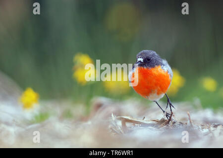 Flamme Robin (Petroica phoenicea), Australien Stockfoto