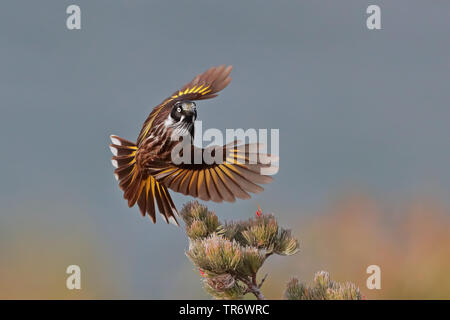 Gelb - winged honeyeater (Phylidonyris novaehollandiae), weg von einer Stange, Australien, Westaustralien, Albany Stockfoto