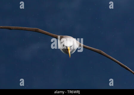 Northern Buller der Albatross (Thalassarche bulleri platei, Thalassarche platei), Australien, NSW, Lord Howe Island Stockfoto