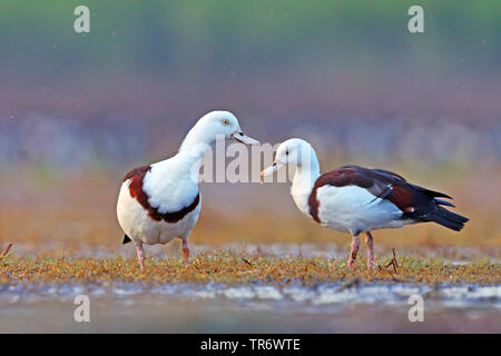 Radjah Brandente (Tadorna radjah, Radjah radjah), Australien Stockfoto