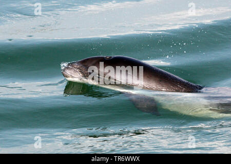 Gemeinsame Schweinswal, Schweinswal, Seehund, puffing Schwein (PHOCOENA PHOCOENA), Schwimmen an der Wasseroberfläche, Niederlande, Oosterschelde Nationalpark Stockfoto