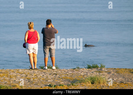 Gemeinsame Schweinswal, Schweinswal, Seehund, puffing Schwein (PHOCOENA PHOCOENA), zwei Personen bei einem schweinswal in der Nähe der Küste, Niederlande suchen, Oosterschelde Nationalpark Stockfoto