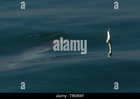 Gemeinsame Schweinswal, Schweinswal, Seehund, puffing Schwein (PHOCOENA PHOCOENA), Jagd, einen Fisch, Niederlande, Oosterschelde Nationalpark Stockfoto