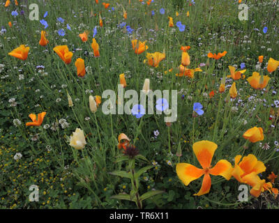 Kalifornischer Mohn, Kalifornischer Mohn, gold Mohn (Eschscholzia californica), Mix von einjährigen Pflanzen, die als Sommer Wiese, Deutschland, Nordrhein-Westfalen Stockfoto