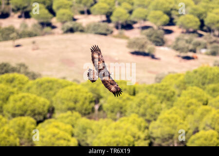 Golden Eagle (Aquila Chrysaetos), im Flug, Ansicht von oben, Spanien Stockfoto