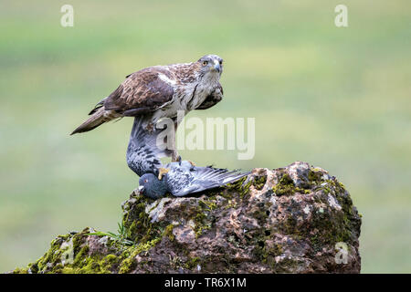 Bonellis Adler (Hieraaetus fasciatus, Aquila fasciata), mit Beute auf einem Felsen, Spanien, Andalusien Stockfoto