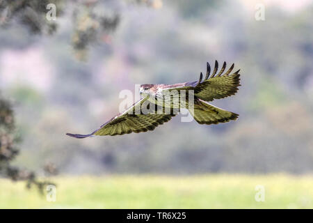 Bonellis Adler (Hieraaetus fasciatus, Aquila fasciata), fyling, Spanien, Andalusien Stockfoto