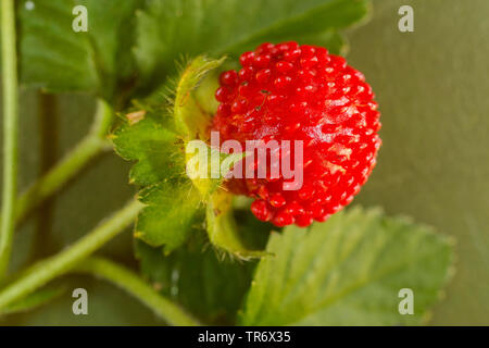 Indische Erdbeere, falsche Erdbeere, indische Mock - Erdbeere (Duchesnea indica), reife Frucht, Deutschland, Bayern Stockfoto