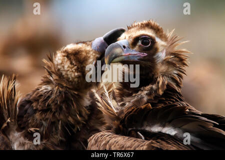 Cinereous Geier (Aegypius monachus), Paar, Spanien, Castilia-La Mancha Ciudad Real Stockfoto