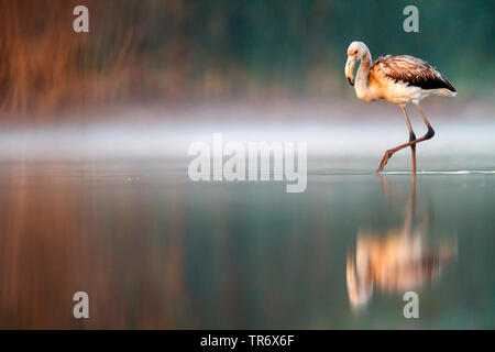 Mehr Flamingo (Phoenicopterus roseus, Phoenicopterus ruber Roseus), jungen Vogel stalking durch seichtes Wasser in trüben Wetter, Spanien, Huelva Stockfoto