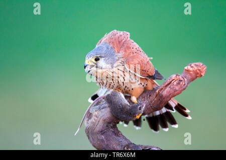 Europäische Kestrel, Eurasischen Kestrel, Alte Welt Kestrel, Turmfalke (Falco tinnunculus), männlich mit Preyed Maus, Spanien, Toledo Stockfoto