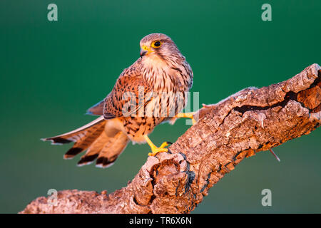 Europäische Kestrel, Eurasischen Kestrel, Alte Welt Kestrel, Turmfalke (Falco tinnunculus), männlich hocken auf einem Zweig, Spanien, Toledo Stockfoto