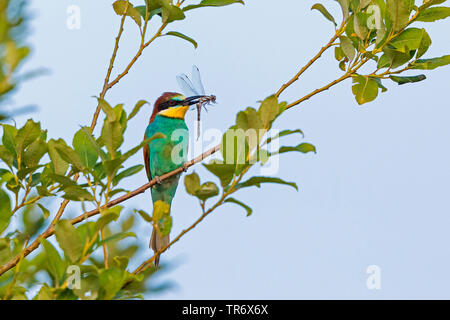 Europäische bee Eater (Merops apiaster), auf einem Blatt Baum mit damselfly in der Rechnung, Deutschland, Bayern Stockfoto