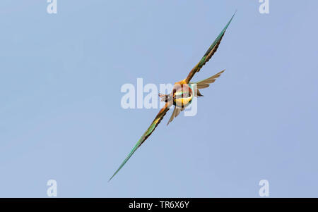 Europäische bee Eater (Merops apiaster), Fliegen mit Red Admiral in der Rechnung, Deutschland, Bayern Stockfoto