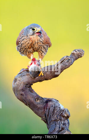 Europäische Kestrel, Eurasischen Kestrel, Alte Welt Kestrel, Turmfalke (Falco tinnunculus), männlich Fütterung ein Preyed Maus, Spanien, Toledo Stockfoto