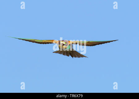 Europäische bee Eater (Merops apiaster), Fliegen mit pferdebremse in der Rechnung, Deutschland, Bayern Stockfoto